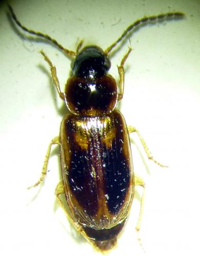 Acupalpus elegans