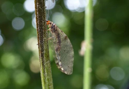 Osmylus fulvicephalus