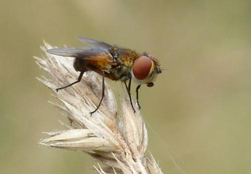 Réf. 145 330 : Ectophasia sp.