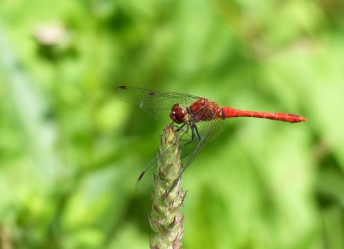 Sympetrum sanguineum