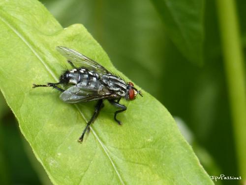 Sarcophaga sp.