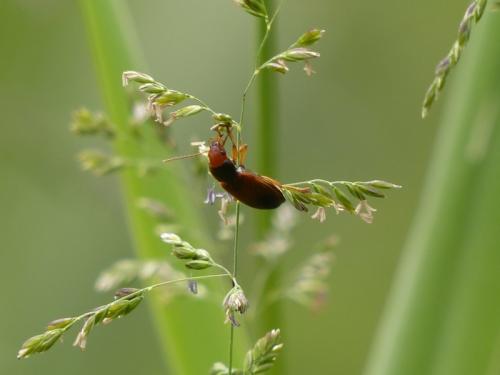 Réf. 145 675 : Diachromus germanus