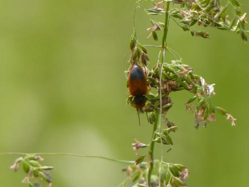 Réf. 145 676 : Diachromus germanus