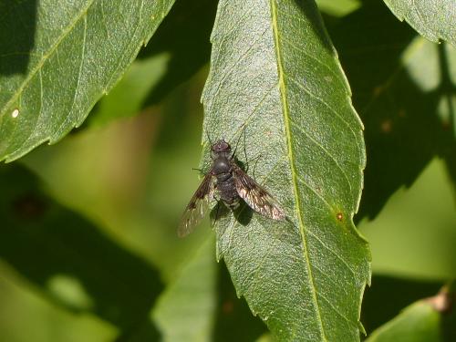 Réf. 145 842 : Anthrax trifasciatus