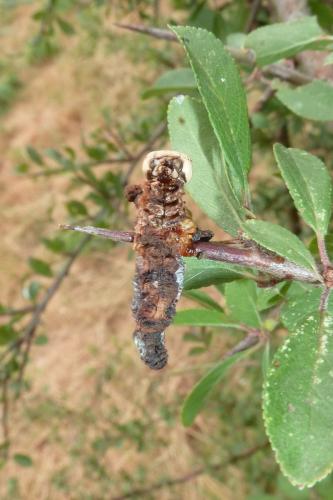 Cimbex quadrimaculatus