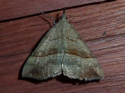 Réf. 145 001 : Hypena proboscidalis