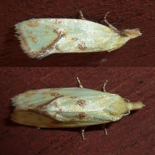 Réf. 145 370 : Agapeta hamana