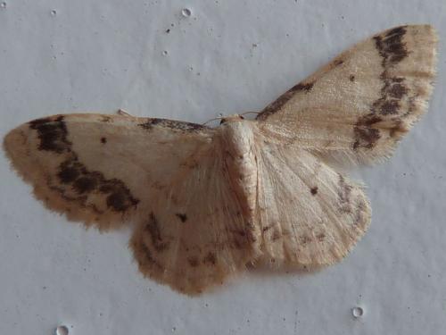 Idaea trigeminata