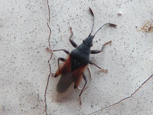Réf. 145 915 : Oxycarenus lavaterae