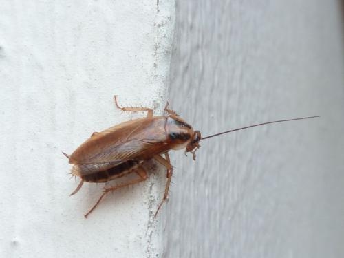 Blattella germanica