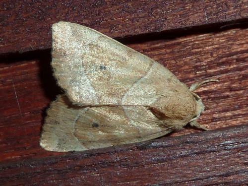 Réf. 145 372 : Cosmia trapezina