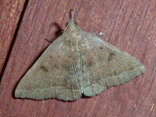 Pechipogo plumigeralis