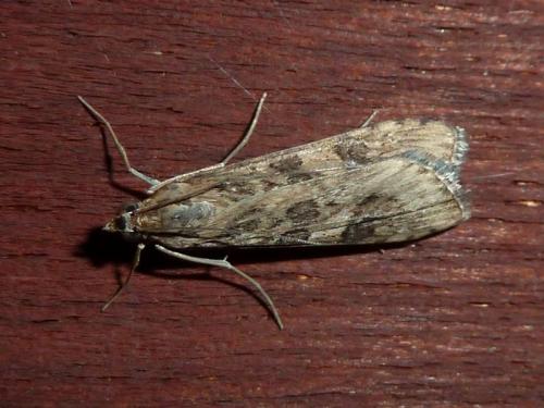 Nomophila noctuella