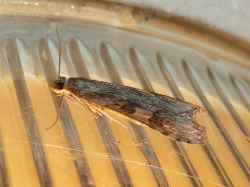Nomophila noctuella