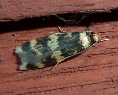 Oegoconia sp.