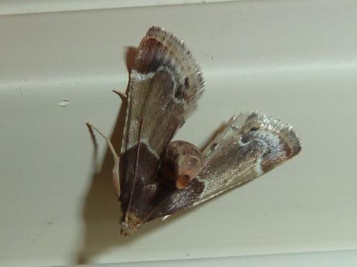 Réf. 145 210 : Pyralis farinalis