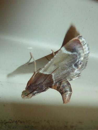 Réf. 145 211 : Pyralis farinalis