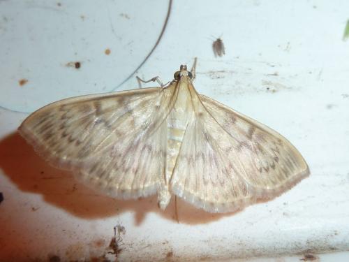 Réf. 145 250 : Pleuroptya ruralis