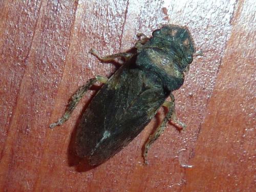 Ledra aurita