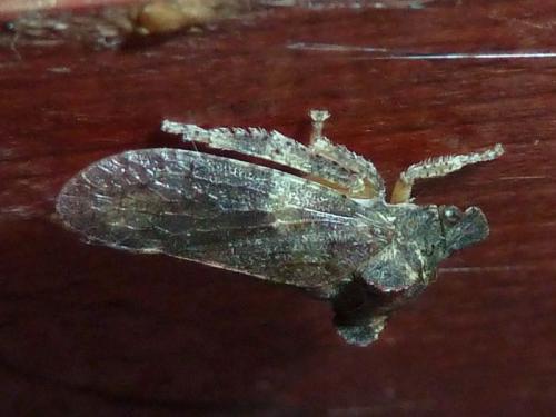 Ledra aurita