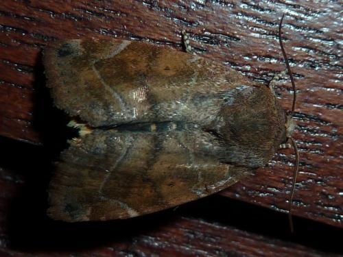 Réf. 145 365 : Cosmia affinis