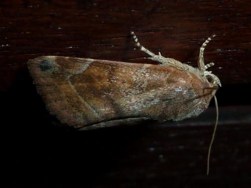 Réf. 145 366 : Cosmia affinis