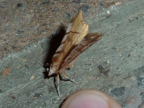 Réf. 145 255 : Selenia dentaria