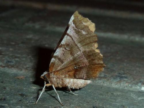 Réf. 145 254 : Selenia dentaria