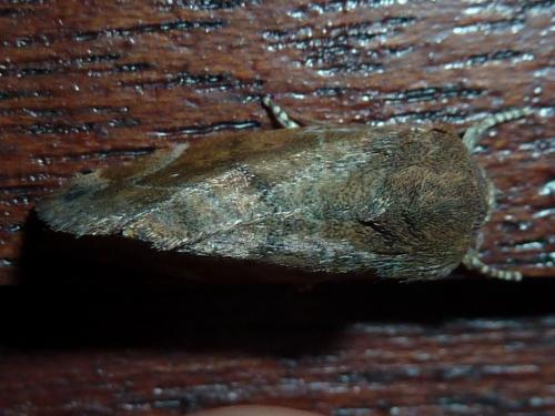 Réf. 145 367 : Cosmia affinis