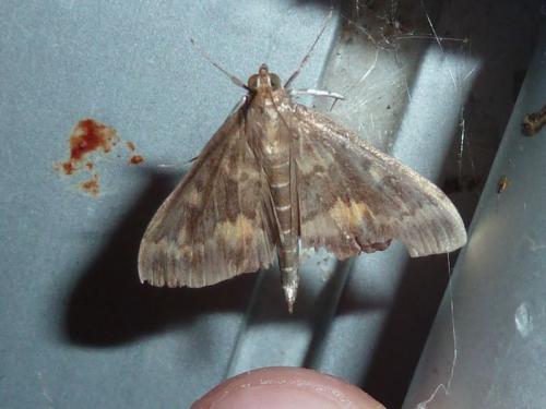 Réf. 145 251 : Ostrinia nubilalis