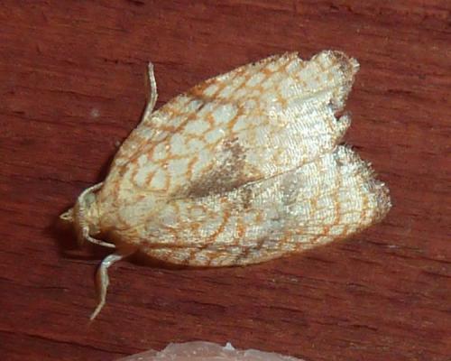 Réf. 145 942 : Acleris forsskaleana