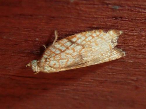 Réf. 145 943 : Acleris forsskaleana