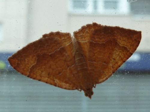 Réf. 145 581 : Camptogramma bilineata