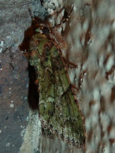 Réf. 145 905 : Polyphaenis sericata
