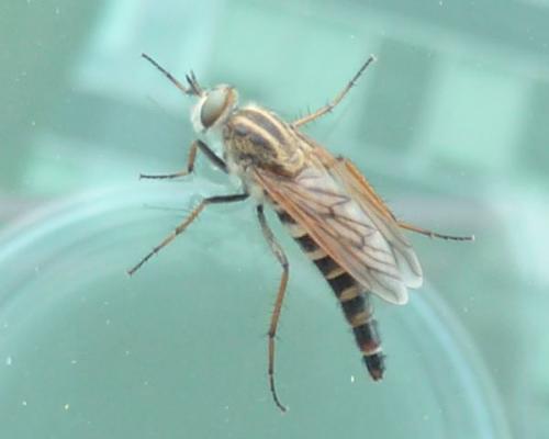Thereva sp.