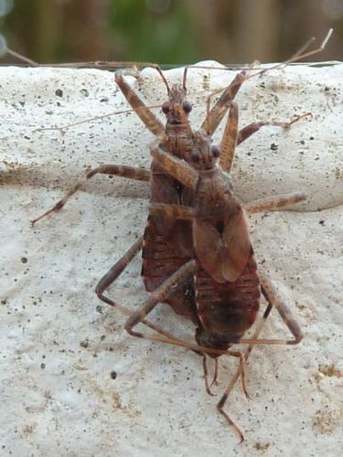 Réf. 145 916 : Himacerus apterus