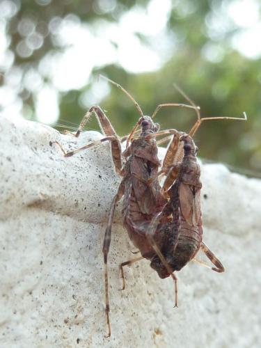 Himacerus apterus