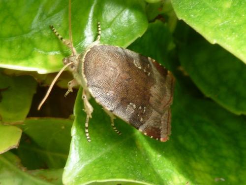 Noctua sp.