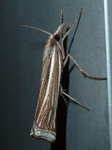 Réf. 145 805 : Ancylolomia tentaculella