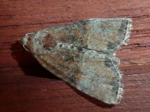 Réf. 145 803 : Mesoligia furuncula