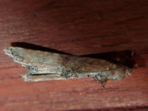 Réf. 145 804 : Mesoligia furuncula