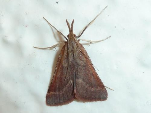 Réf. 145 822 : Synaphe punctalis