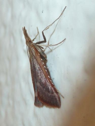 Réf. 145 823 : Synaphe punctalis