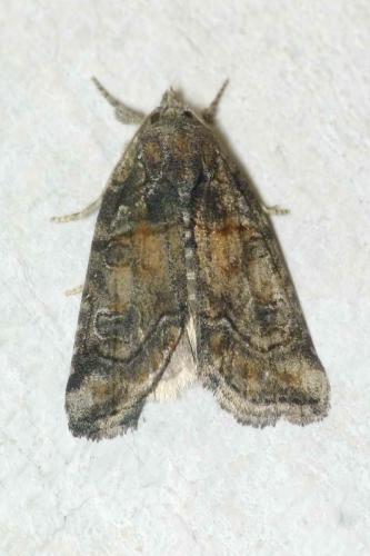 Bryophila ravula