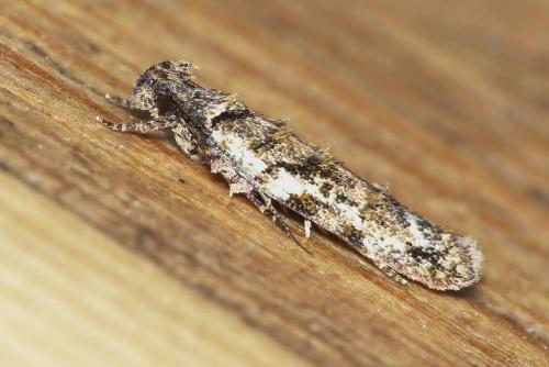 Psoricoptera gibbosella