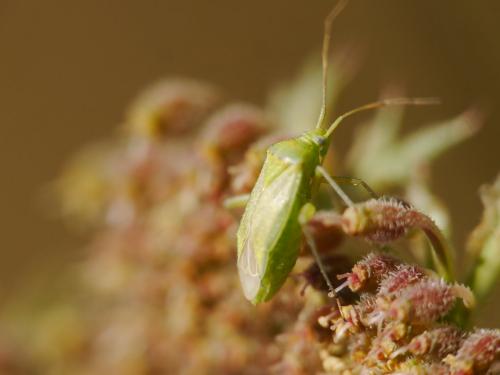 Closterotomus norwegicus