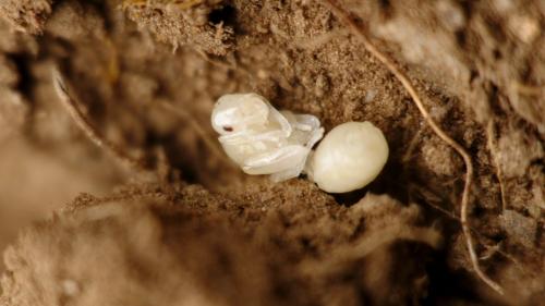 Réf. 145 814 : Tetramorium sp.