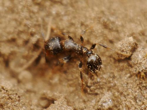 Réf. 145 813 : Tetramorium sp.