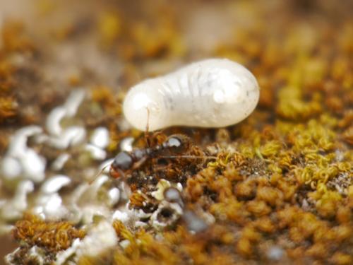 Réf. 145 815 : Tetramorium sp.