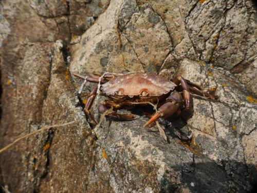 Réf. 145 054 : Carcinus maenas
